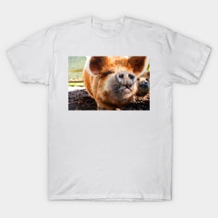 New Zealand Kunekune Pig T-Shirt